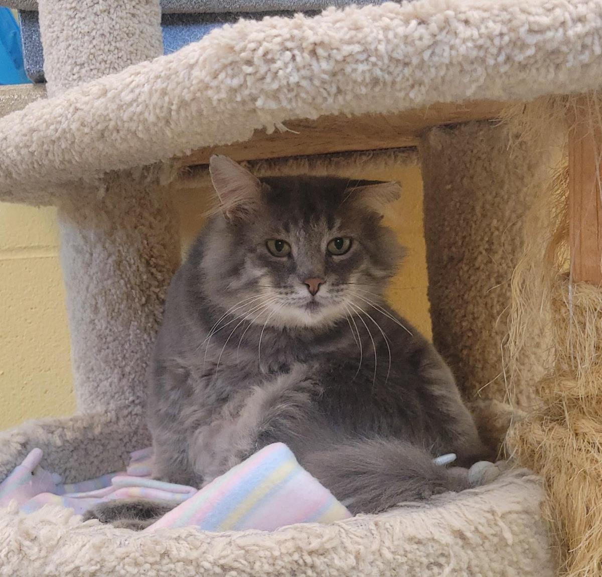 Greystripe (Working Cat), Adoptable, Senior Male Domestic Long Hair.