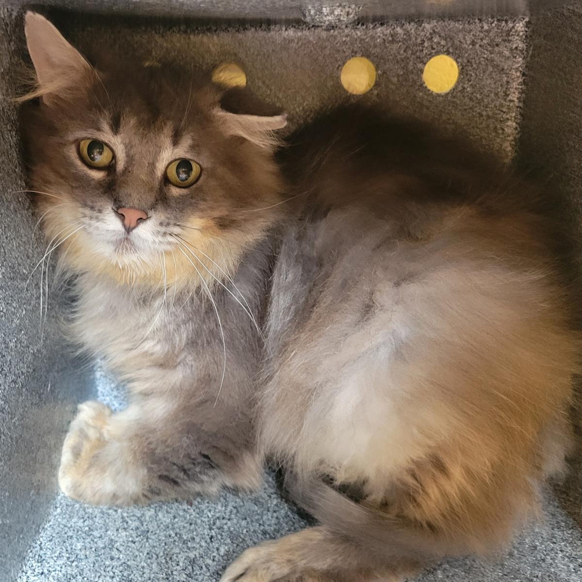 Greystripe (Working Cat), Adoptable, Adult Male Domestic Long Hair.