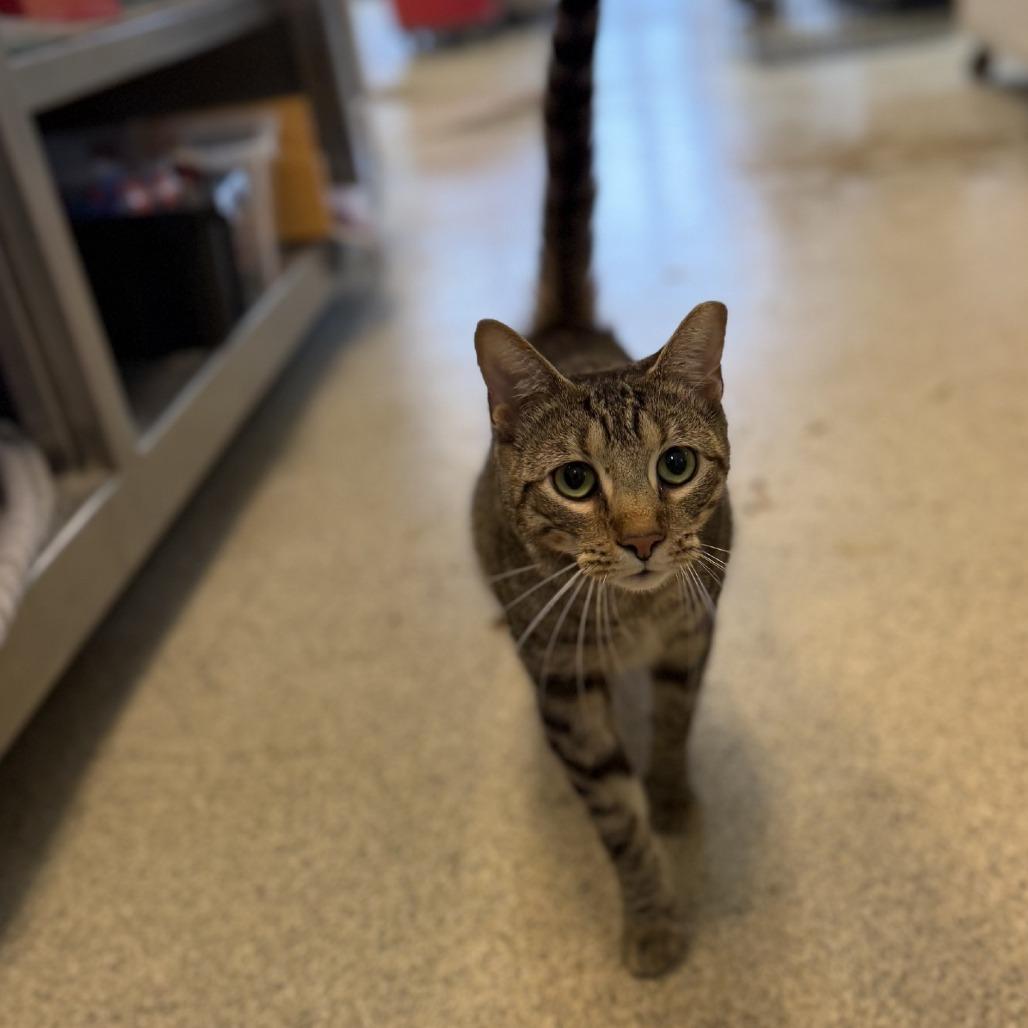 Arlo, Adoptable, Adult Male Domestic Short Hair.