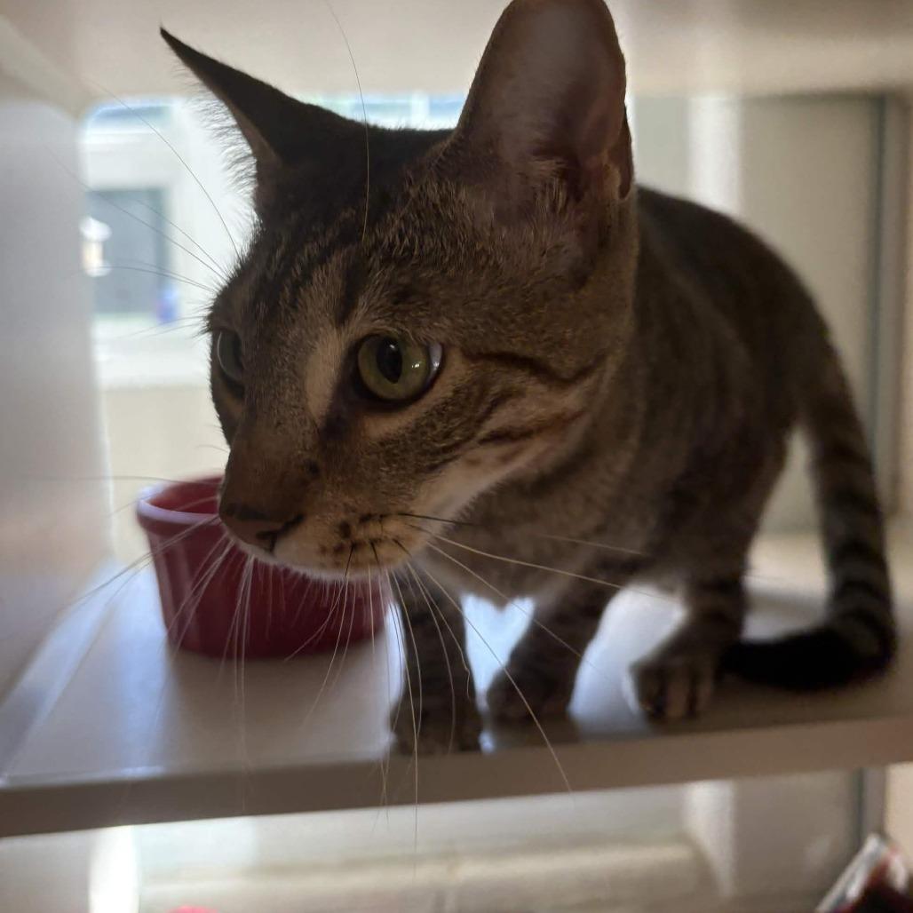 Enlarge Arlo, a Adoptable Domestic Short Hair in Chesapeake, VA image 2/2