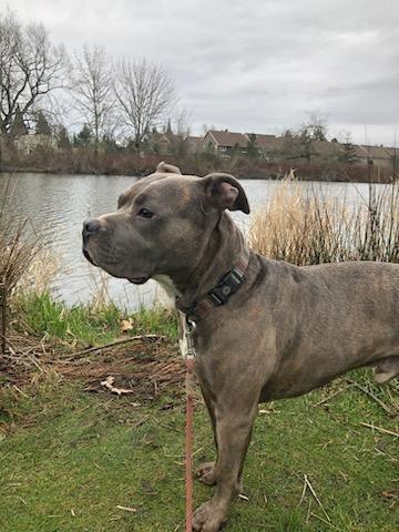 Quill, Adoptable, Adult Male Pit Bull Terrier.