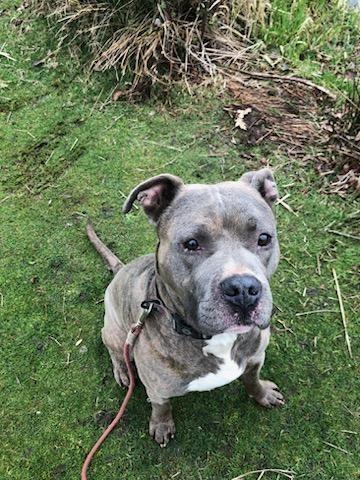 Quill, a Adoptable Pit Bull Terrier in Portland, OR image 3/5