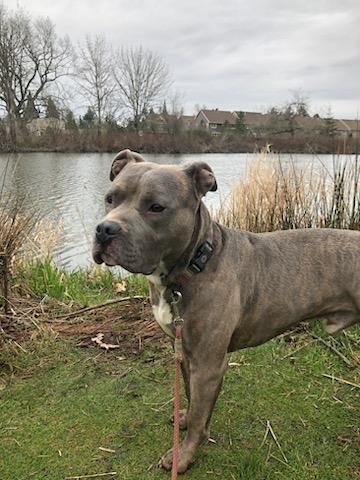 Quill, a Adoptable Pit Bull Terrier in Portland, OR image 2/5