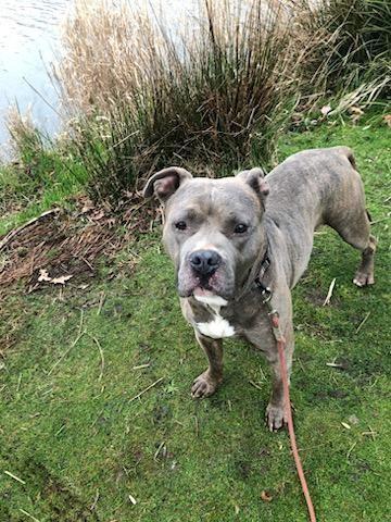Quill, a Adoptable Pit Bull Terrier in Portland, OR image 4/5