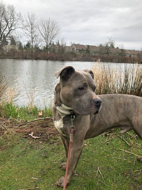 Quill, a Adoptable Pit Bull Terrier in Portland, OR image 5/5