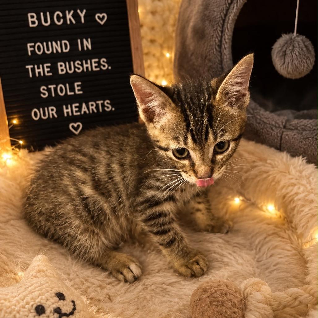 Bucky, a Adoptable Domestic Short Hair in Miami, FL image 2/4
