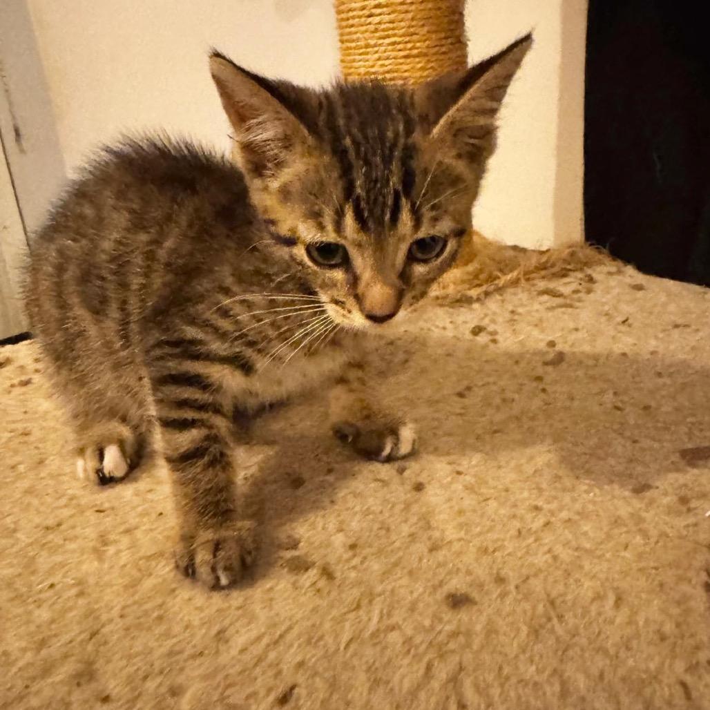 Bucky, a Adoptable Domestic Short Hair in Miami, FL image 3/4