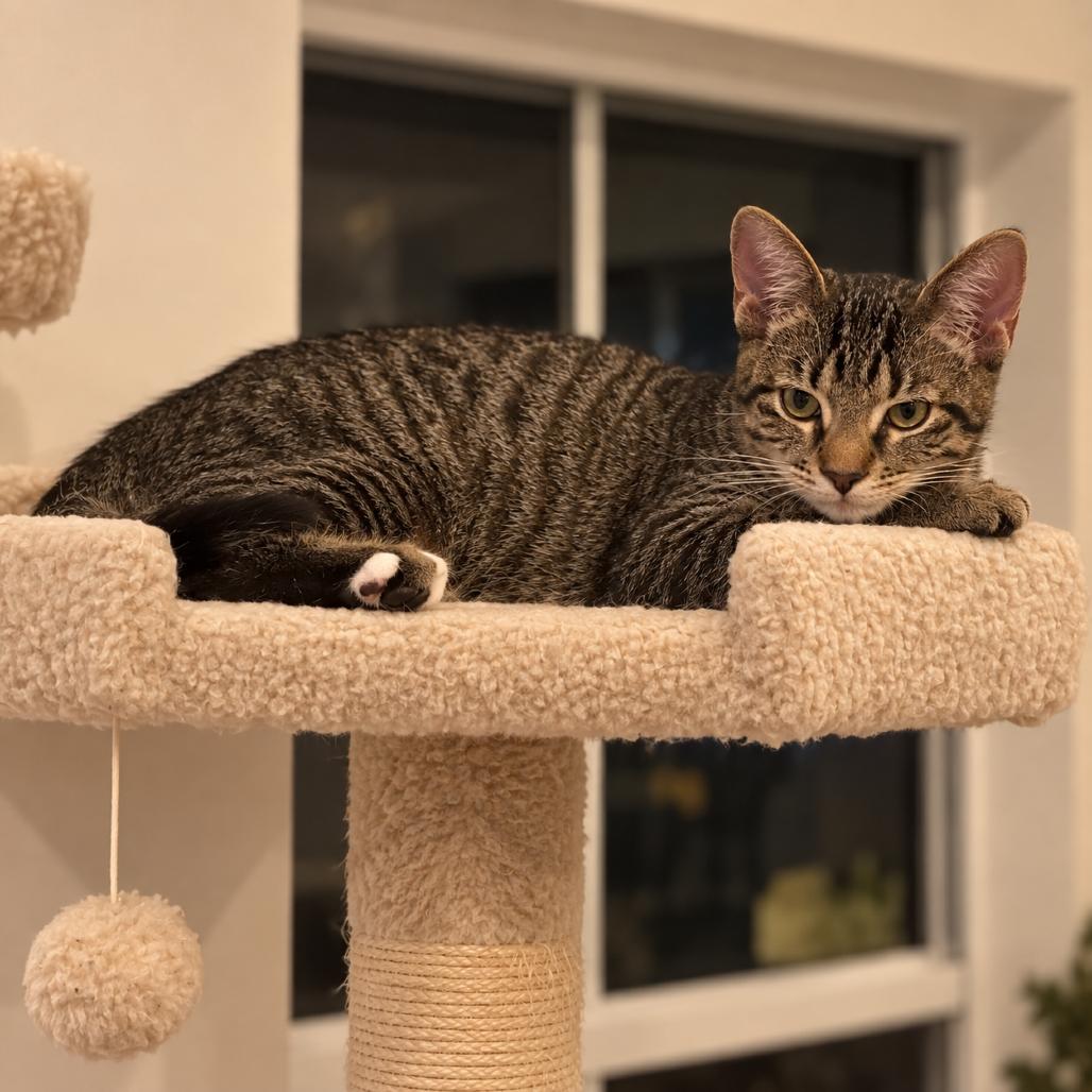 Enlarge Bucky, a Adoptable Domestic Short Hair in Miami, FL image 4/4