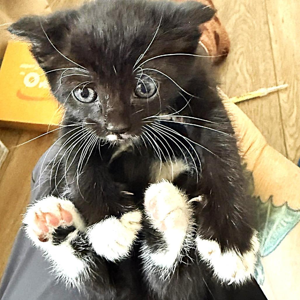 Enlarge Janis Joplin, a Adoptable Domestic Short Hair in Escondido, CA image 1/6