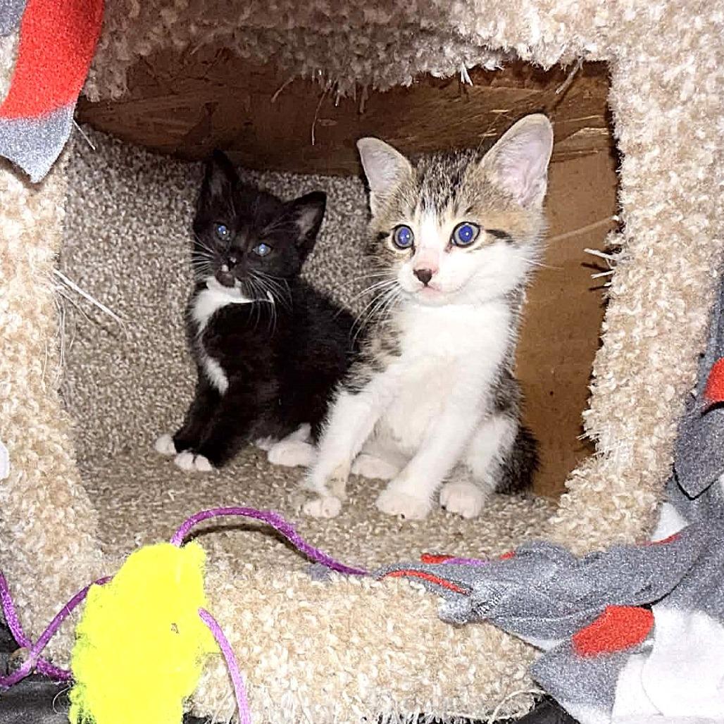 Enlarge Janis Joplin, a Adoptable Domestic Short Hair in Escondido, CA image 2/6