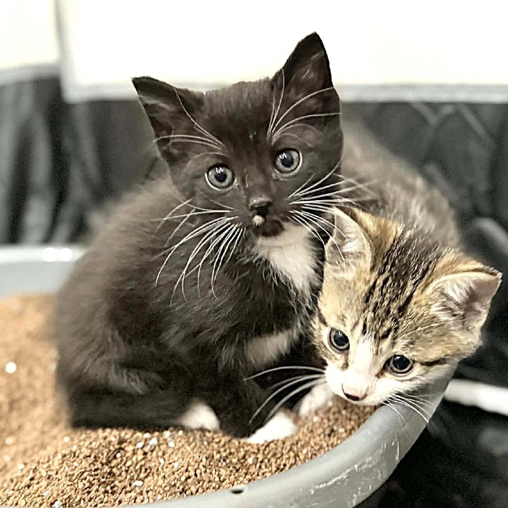 Enlarge Janis Joplin, a Adoptable Domestic Short Hair in Escondido, CA image 3/6