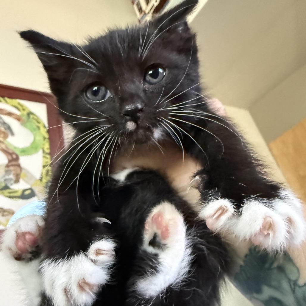 Enlarge Janis Joplin, a Adoptable Domestic Short Hair in Escondido, CA image 4/6