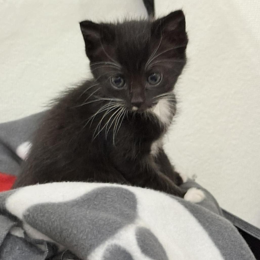 Enlarge Janis Joplin, a Adoptable Domestic Short Hair in Escondido, CA image 5/6