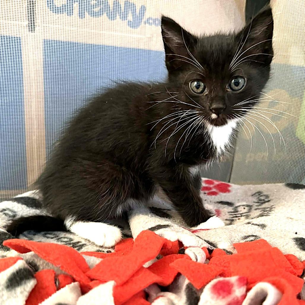 Enlarge Janis Joplin, a Adoptable Domestic Short Hair in Escondido, CA image 6/6