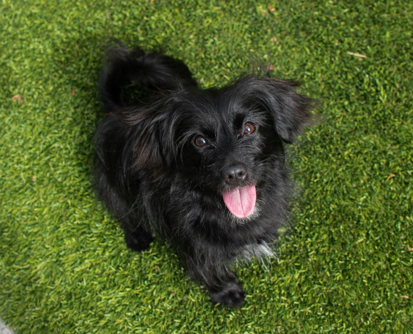 Mila, a Adopted Spaniel in San Francisco, CA image 1/3