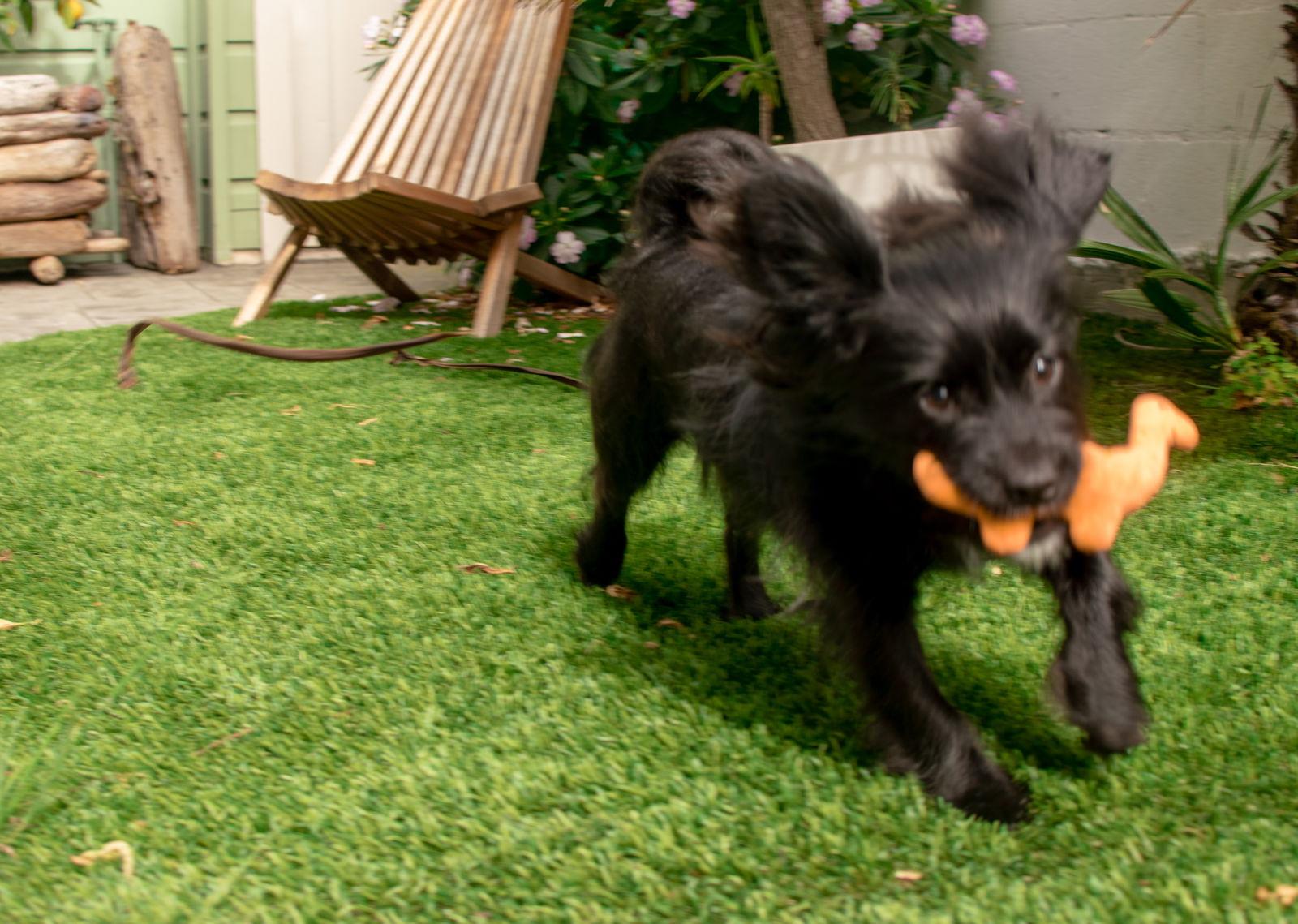 Mila, a Adopted Spaniel in San Francisco, CA image 2/3