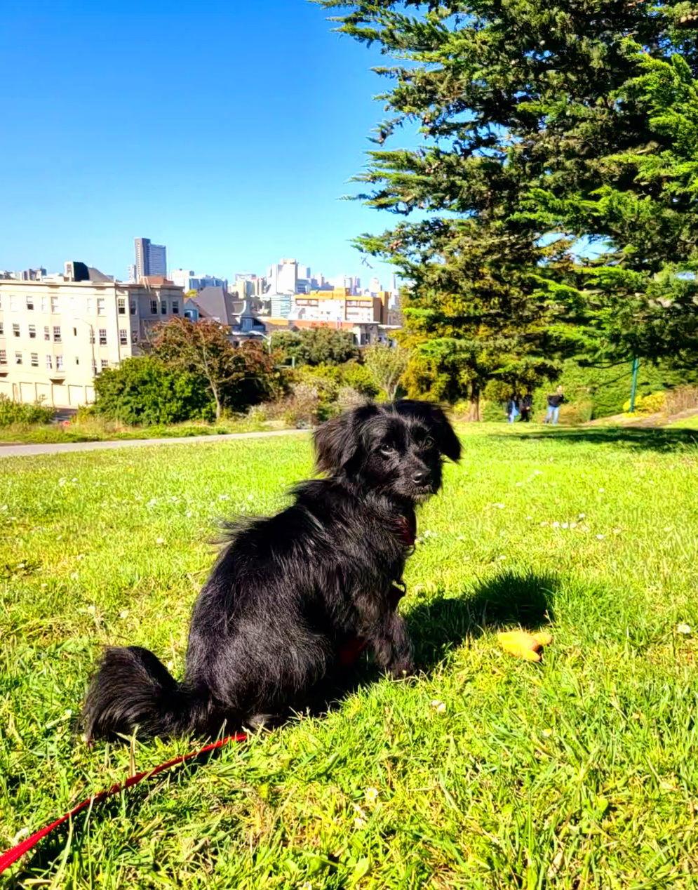 Mila, a Adopted Spaniel in San Francisco, CA image 3/3