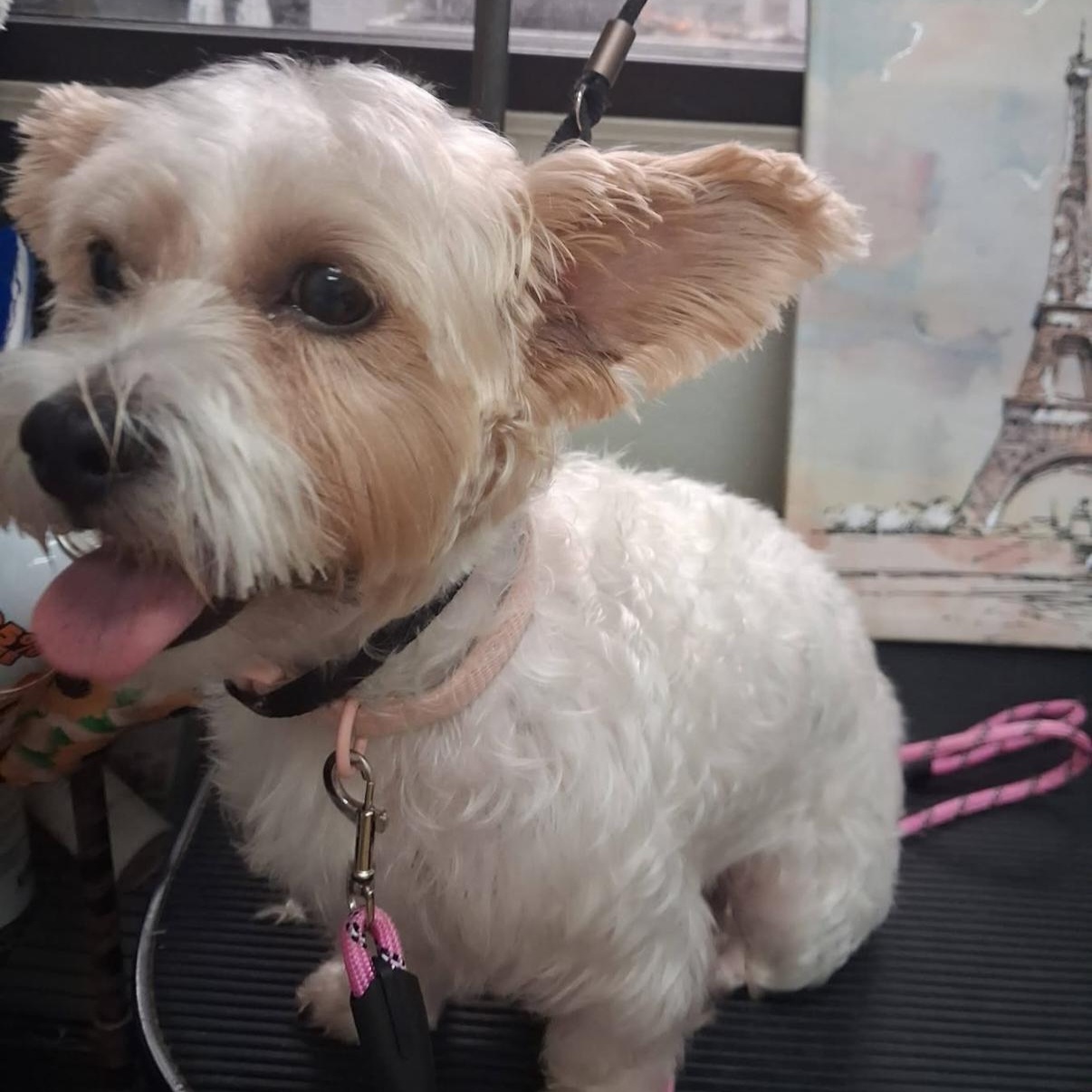 Muffin, Adopted, Adult Female Yorkie Poo.