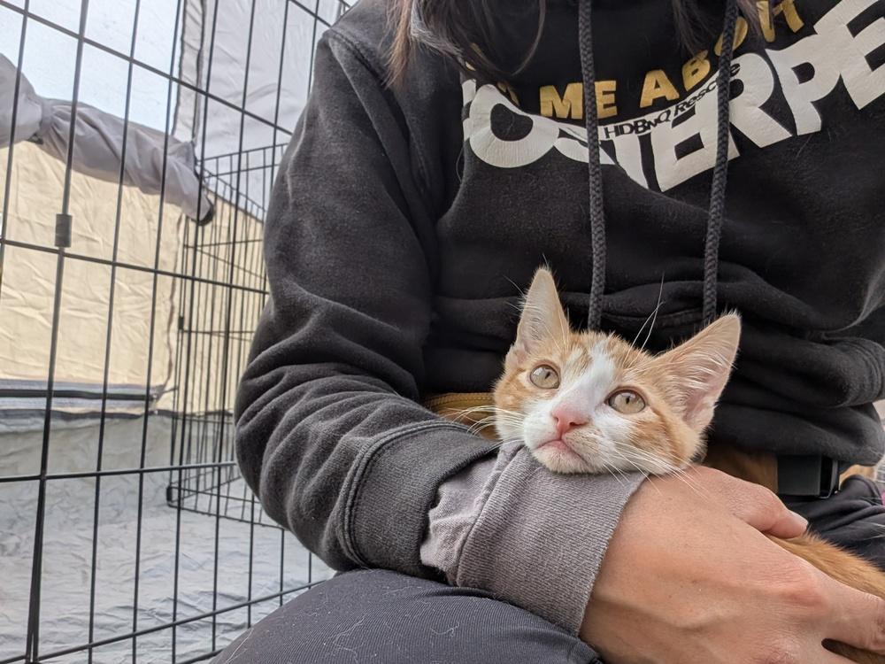 Nectarine, Adoptable, Kitten Male Domestic Short Hair.