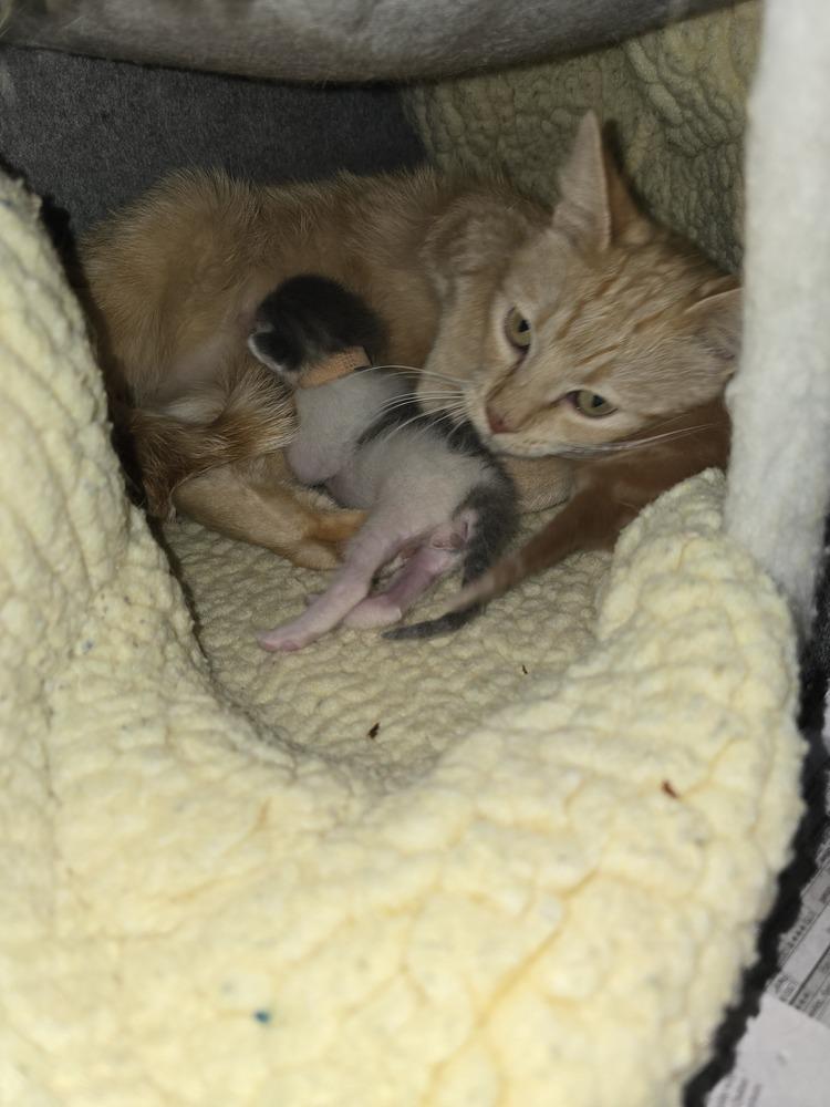 Enlarge Nectarine, a Adoptable mixed breed in Pacifica, CA image 2/3