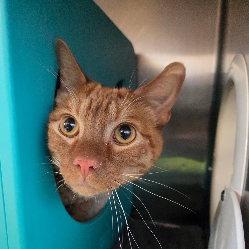 Carrot, Adoptable, Adult Male Domestic Short Hair.