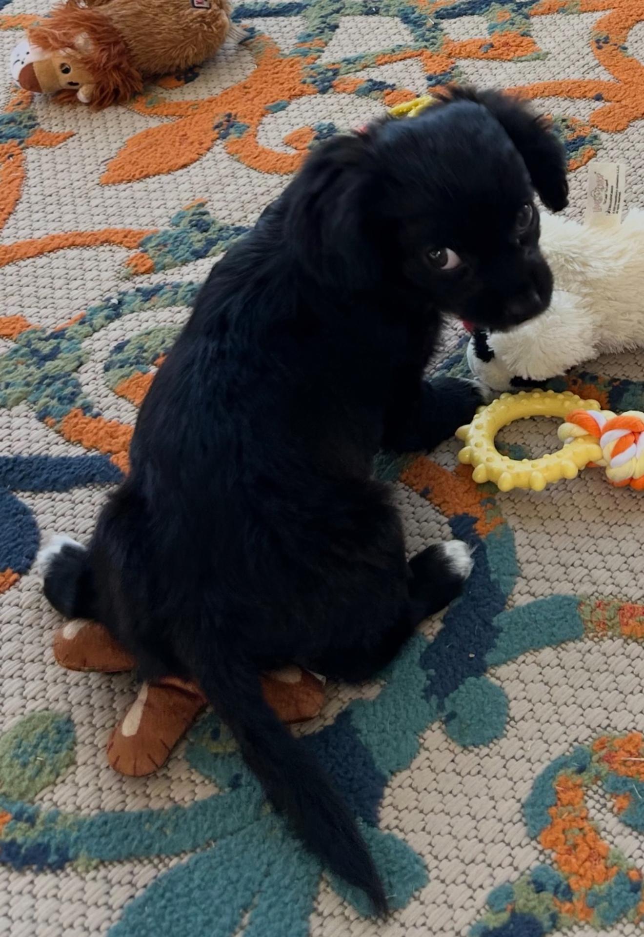 Josie, a Adopted mixed breed in Spartanburg, SC image 3/6