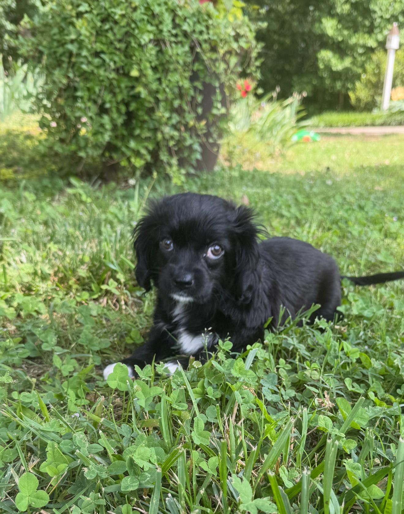 Josie, a Adopted mixed breed in Spartanburg, SC image 4/6