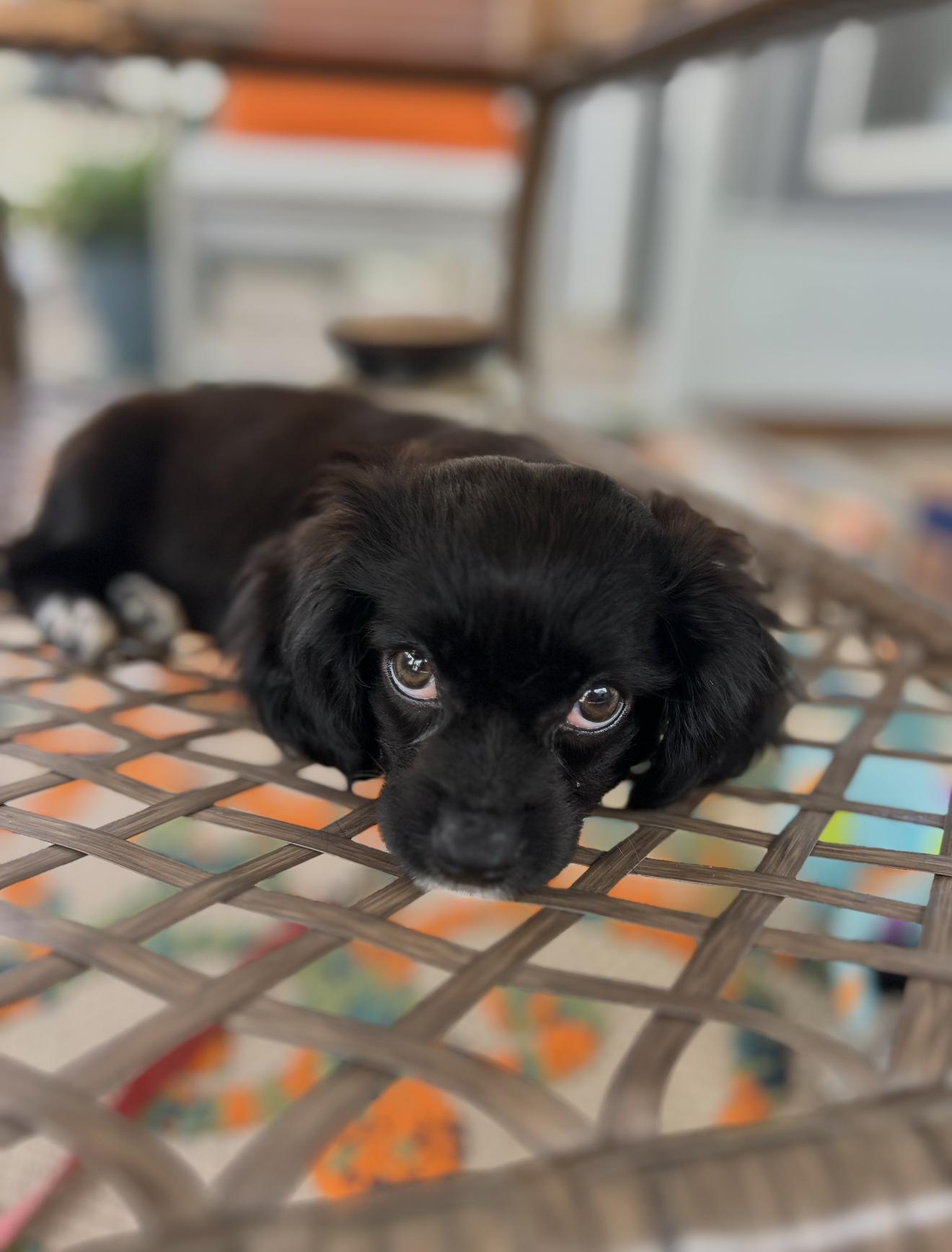 Josie, a Adopted mixed breed in Spartanburg, SC image 2/6