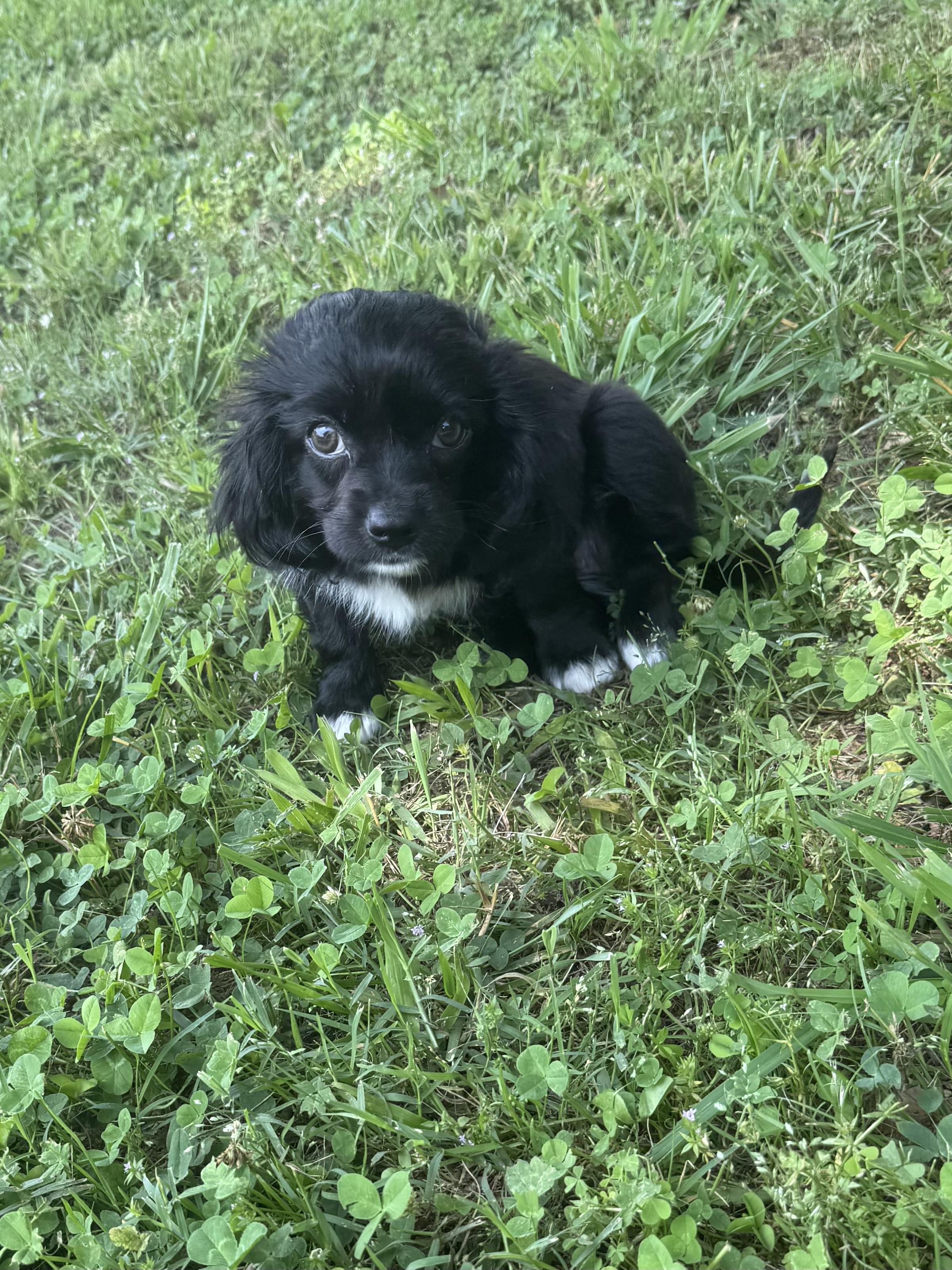 Josie, a Adopted mixed breed in Spartanburg, SC image 5/6