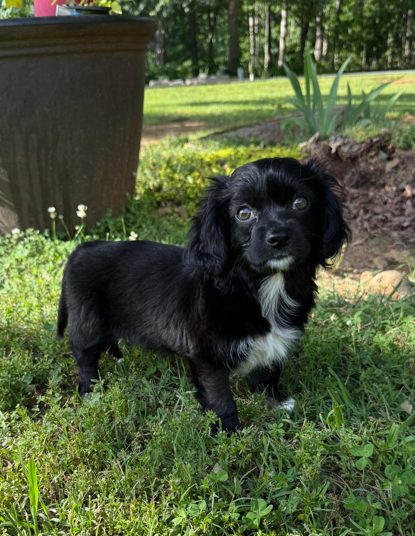 Josie, Adopted, Puppy Female Cocker Spaniel & Chihuahua.