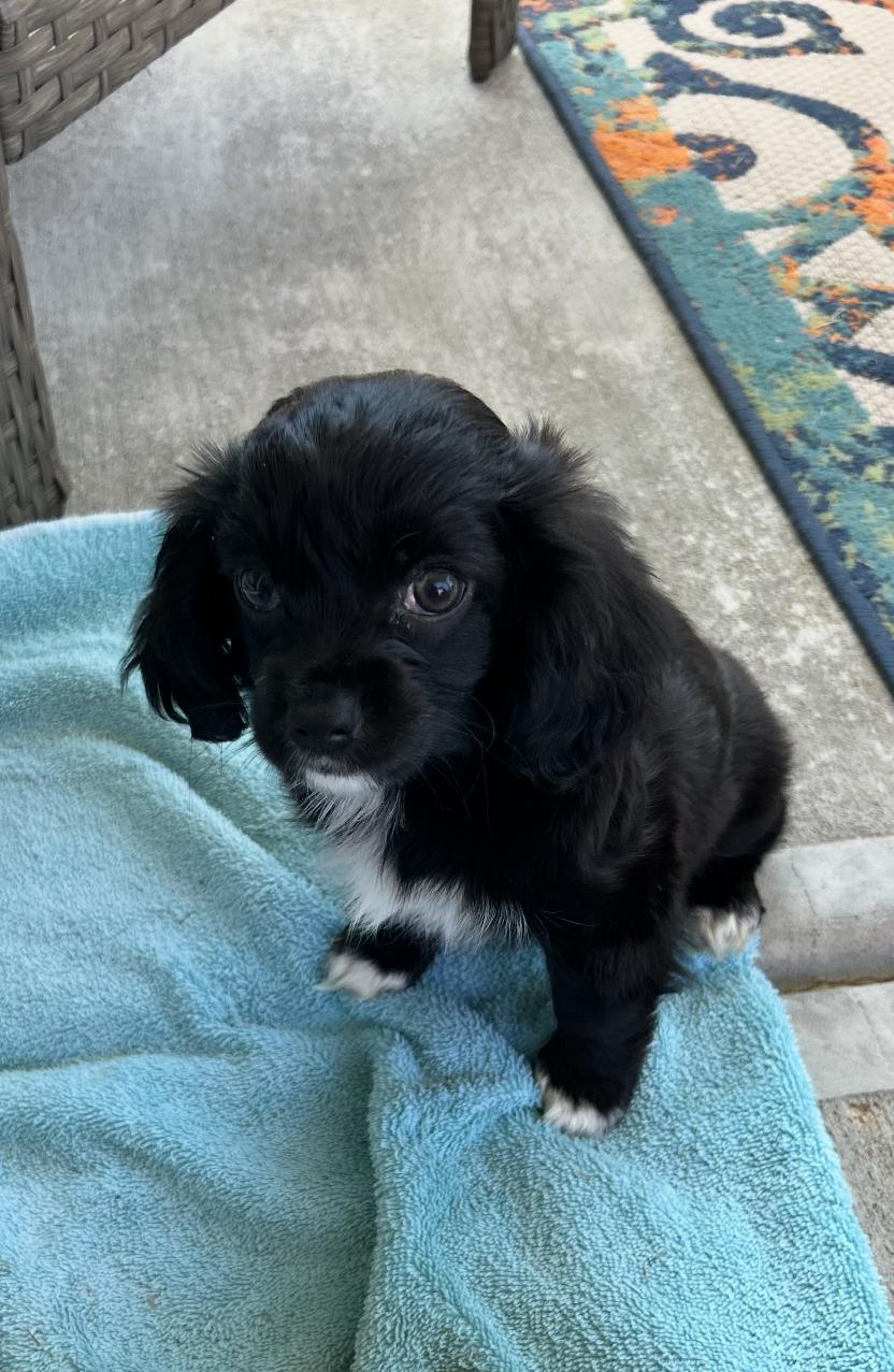 Josie, a Adopted mixed breed in Spartanburg, SC image 6/6