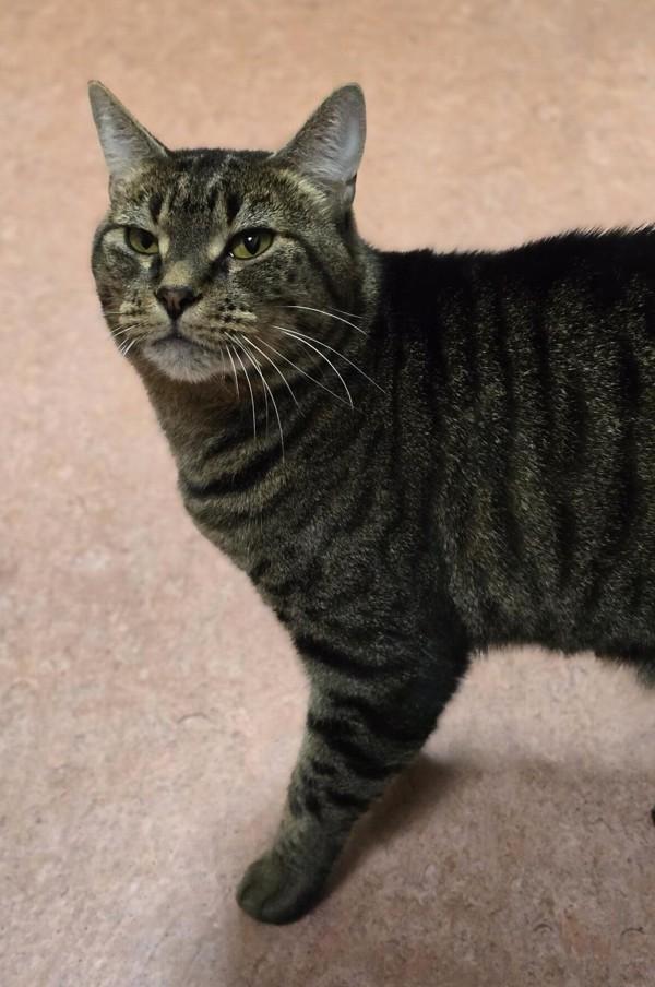Lizzy, Adoptable, Adult Female Domestic Short Hair.