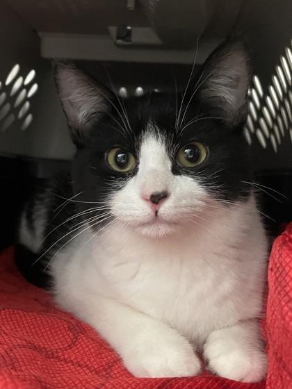 Verne, Adoptable, Young Male Domestic Short Hair & Domestic Short Hair.