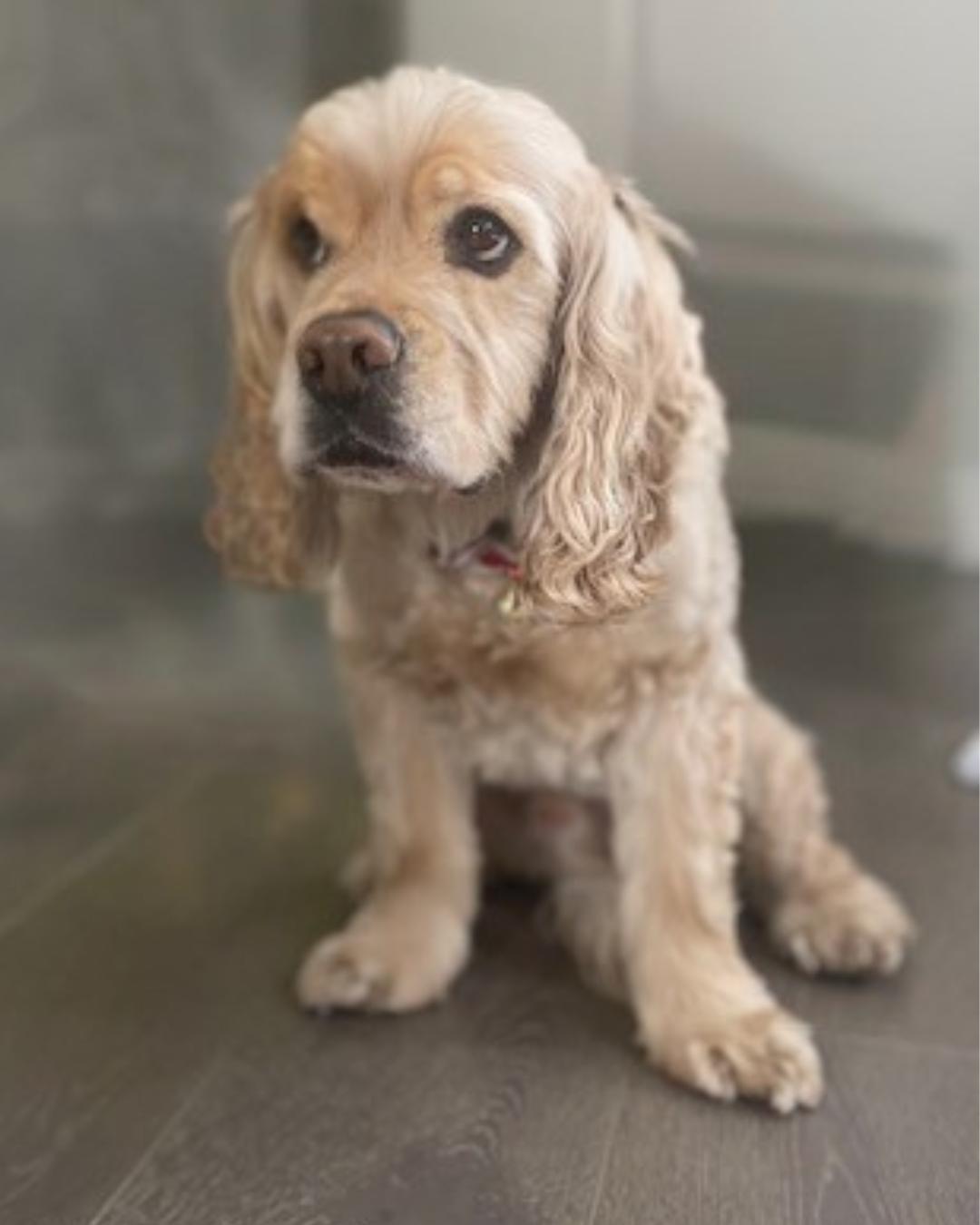Enlarge Pita (Sweetest Cuddler!), a Adopted Cocker Spaniel in Temecula, CA image 3/6