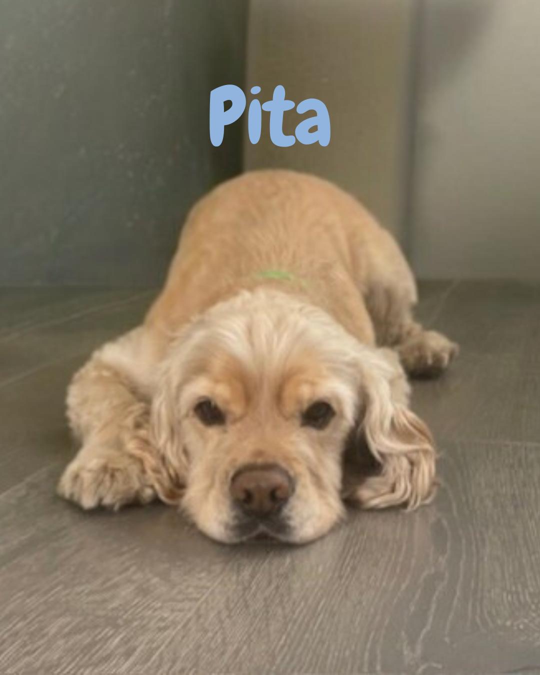 Enlarge Pita (Sweetest Cuddler!), a Adopted Cocker Spaniel in Temecula, CA image 1/6