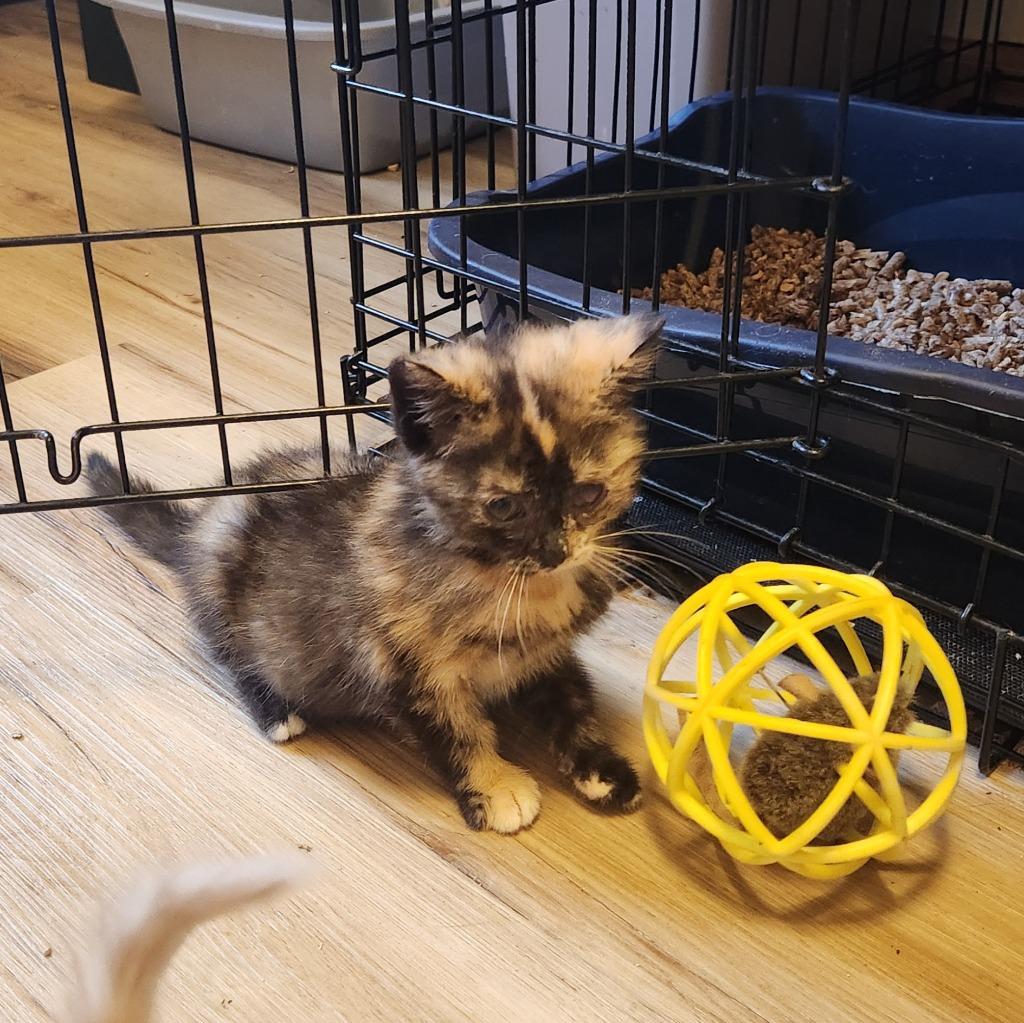 Debbie, Adoptable, Kitten Female Domestic Medium Hair.