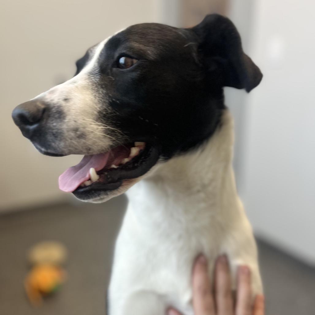Pizza, Adoptable, Adult Female Border Collie.