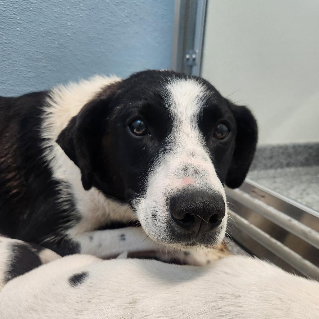 Pizza, Adoptable, Adult Female Border Collie.