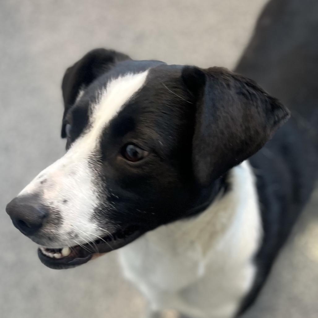Enlarge Pizza, a Adoptable Border Collie in North Battleford, SK image 2/6
