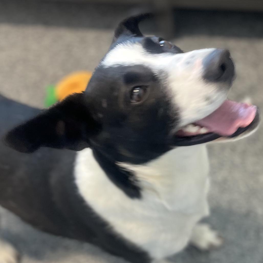 Enlarge Pizza, a Adoptable Border Collie in North Battleford, SK image 3/6