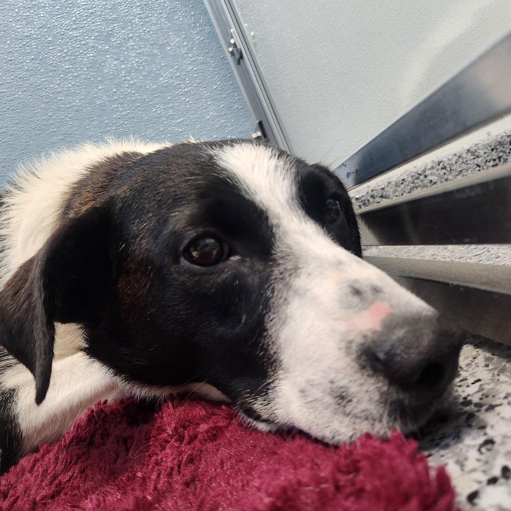 Pizza, a Adoptable Border Collie in North Battleford, SK image 2/2