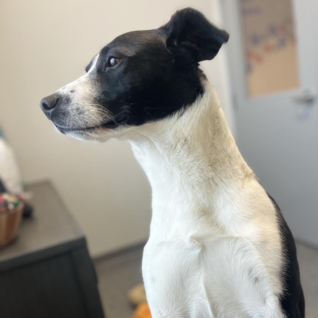 Pizza, a Adoptable Border Collie in North Battleford, SK image 6/6