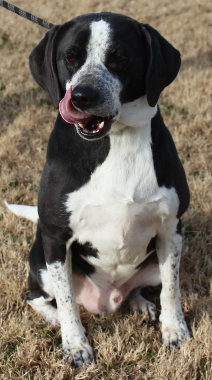 ROSCOE, ADOPTABLE, Adult Male Beagle.