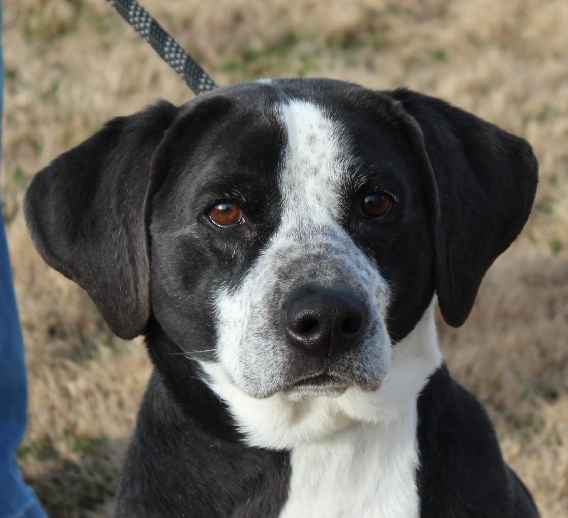 Enlarge ROSCOE, a ADOPTABLE mixed breed in Claremore, OK image 3/3