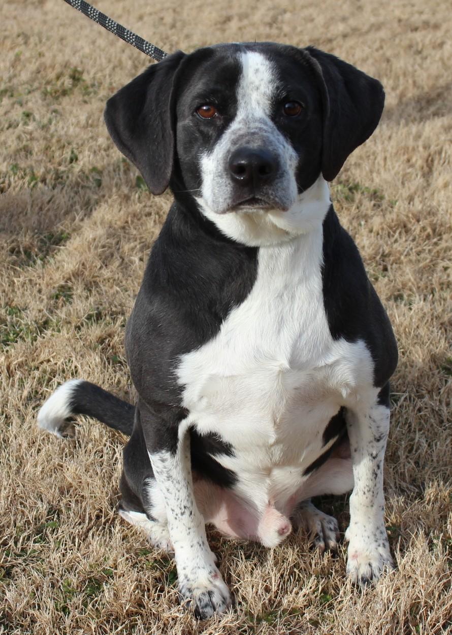 Enlarge ROSCOE, a ADOPTABLE mixed breed in Claremore, OK image 2/3