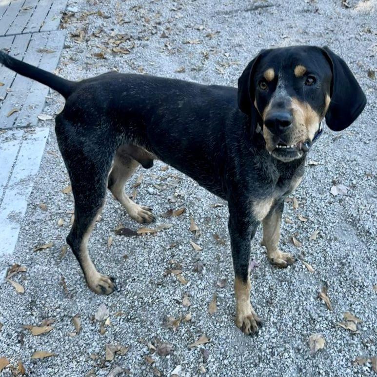 Burger King thumbnail 2