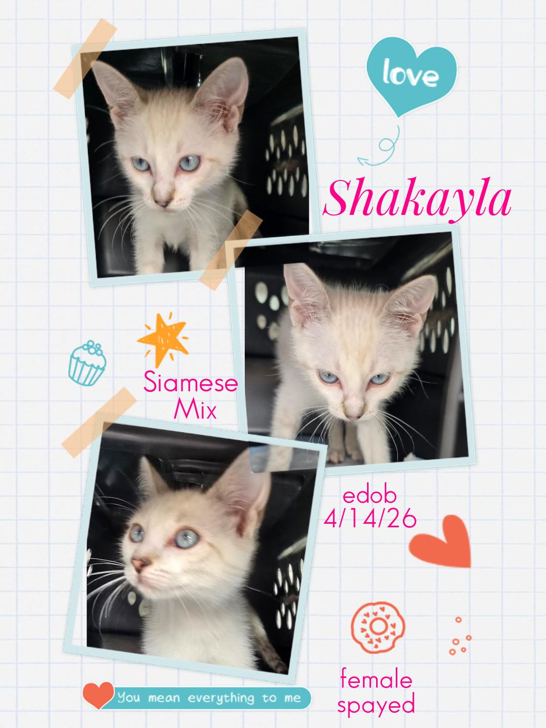 Shakayla OR14457-T, adoptable, Kitten Female Siamese.