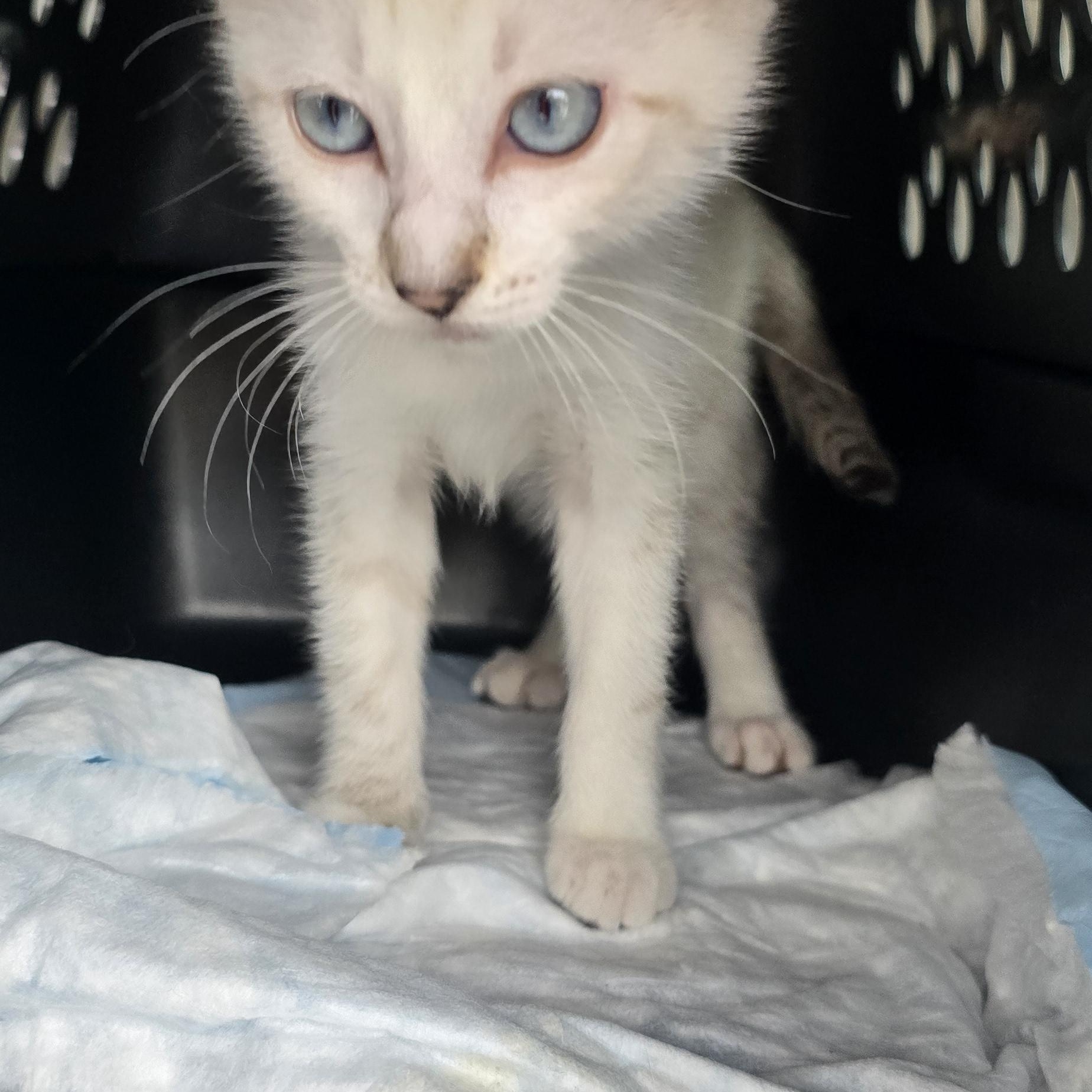 Shakayla OR14457-T, an adoptable mixed breed in Beaverton, OR image 3/4
