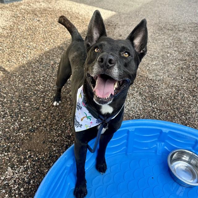 KYRO, Adoptable, Adult Male Pit Bull Terrier & Mixed Breed.