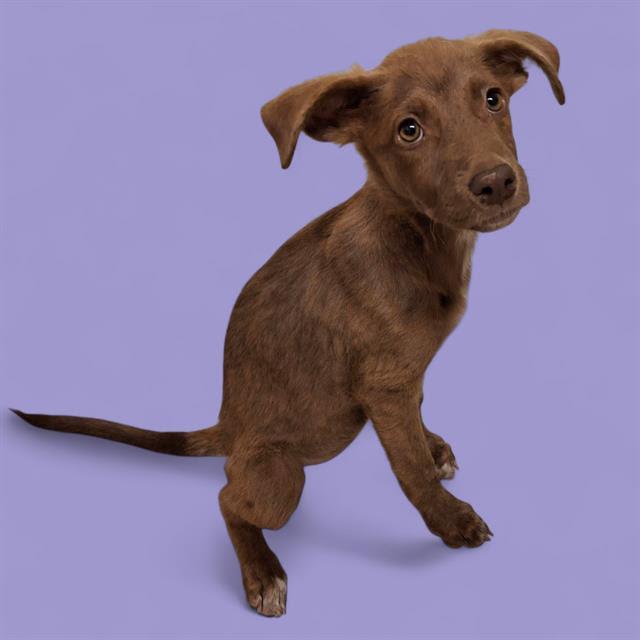 Appletini -- URGENT!